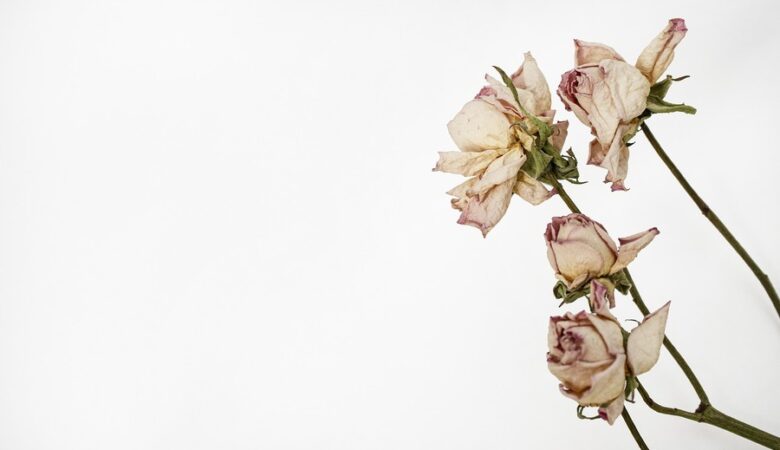 La Flora di Döderlein: un giardino da coltivare