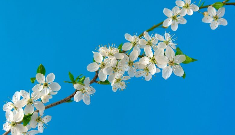 Cistite primaverile: quando entra in gioco l’istamina